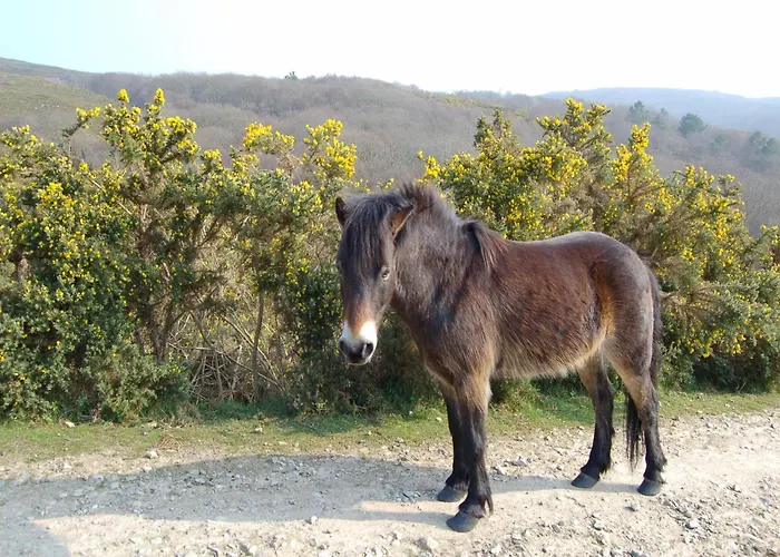 Sea View In * Fermanville